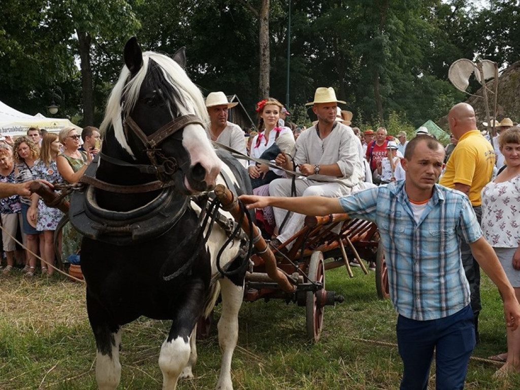 Żniwa w Muzeum Rolnictwa w Ciechanowcu - zdjęcia