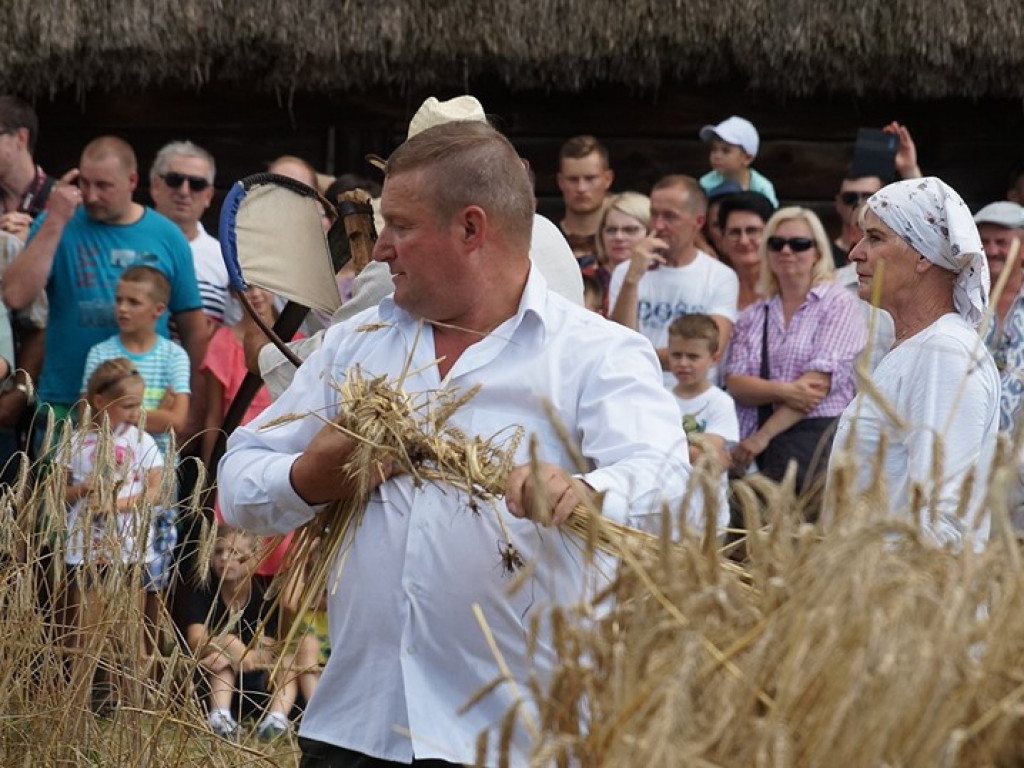 Żniwa w Muzeum Rolnictwa w Ciechanowcu - zdjęcia