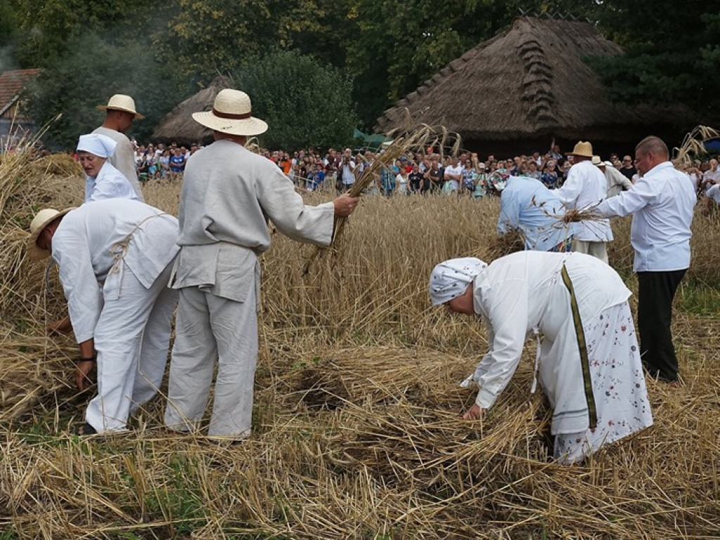 Żniwa w Muzeum Rolnictwa w Ciechanowcu - zdjęcia
