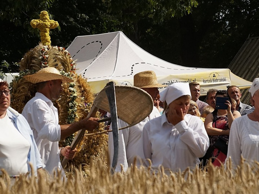 Żniwa w Muzeum Rolnictwa w Ciechanowcu - zdjęcia