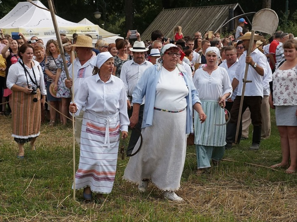 Żniwa w Muzeum Rolnictwa w Ciechanowcu - zdjęcia