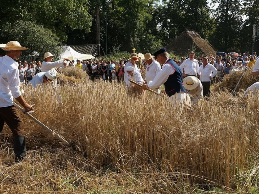 Żniwa w Muzeum Rolnictwa w Ciechanowcu - zdjęcia