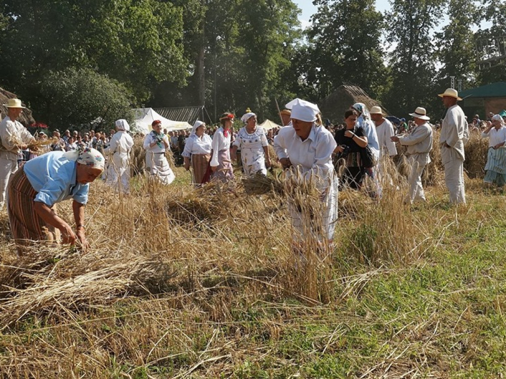Żniwa w Muzeum Rolnictwa w Ciechanowcu - zdjęcia