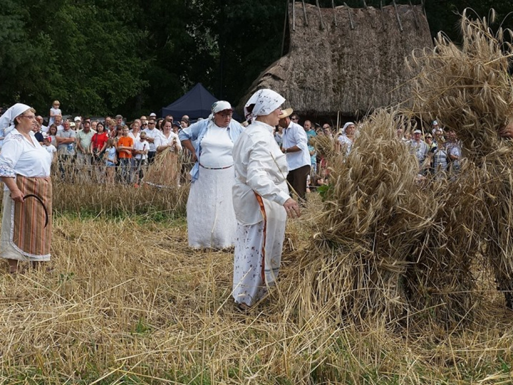 Żniwa w Muzeum Rolnictwa w Ciechanowcu - zdjęcia