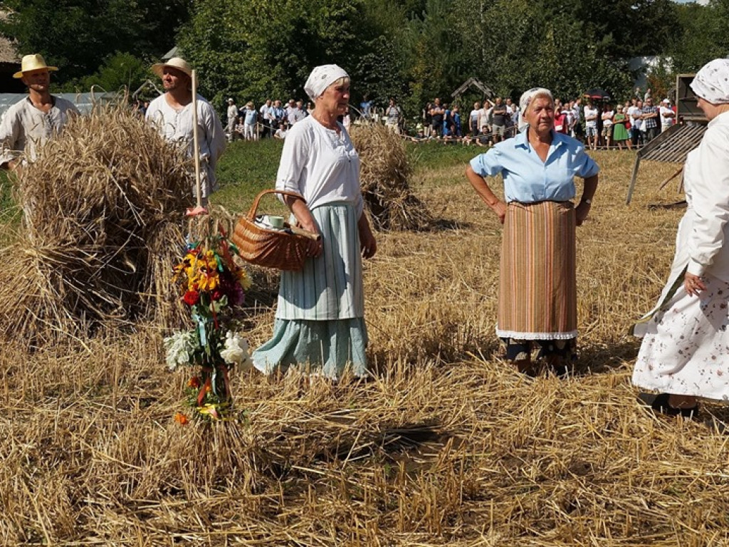 Żniwa w Muzeum Rolnictwa w Ciechanowcu - zdjęcia
