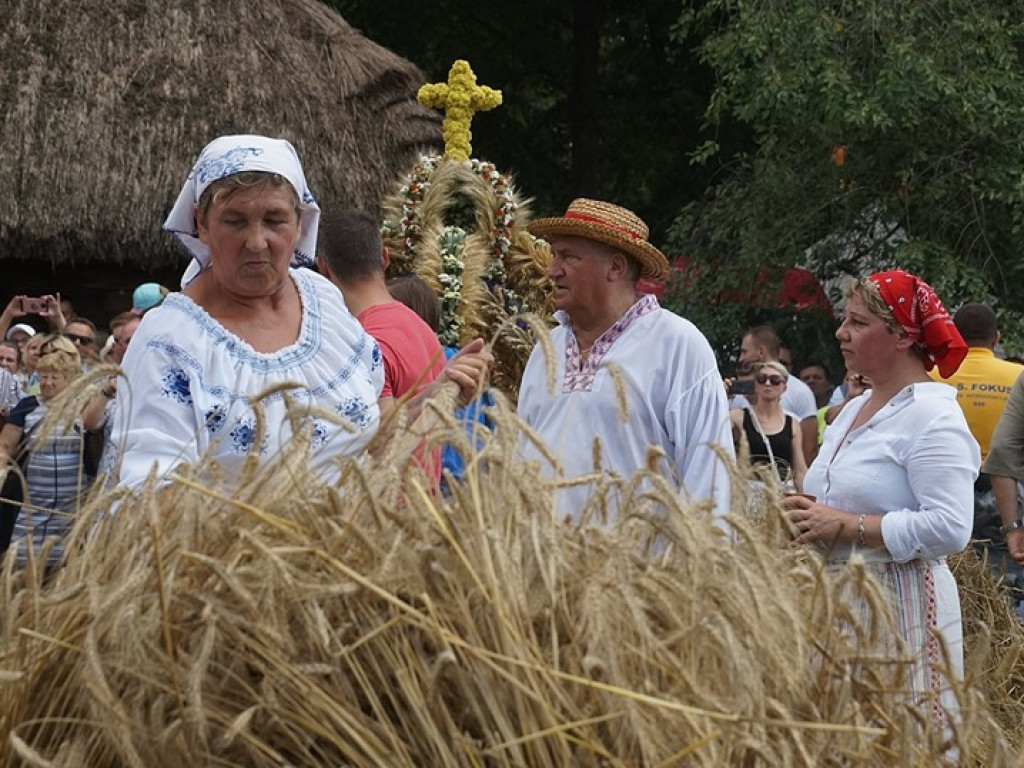 Żniwa w Muzeum Rolnictwa w Ciechanowcu - zdjęcia