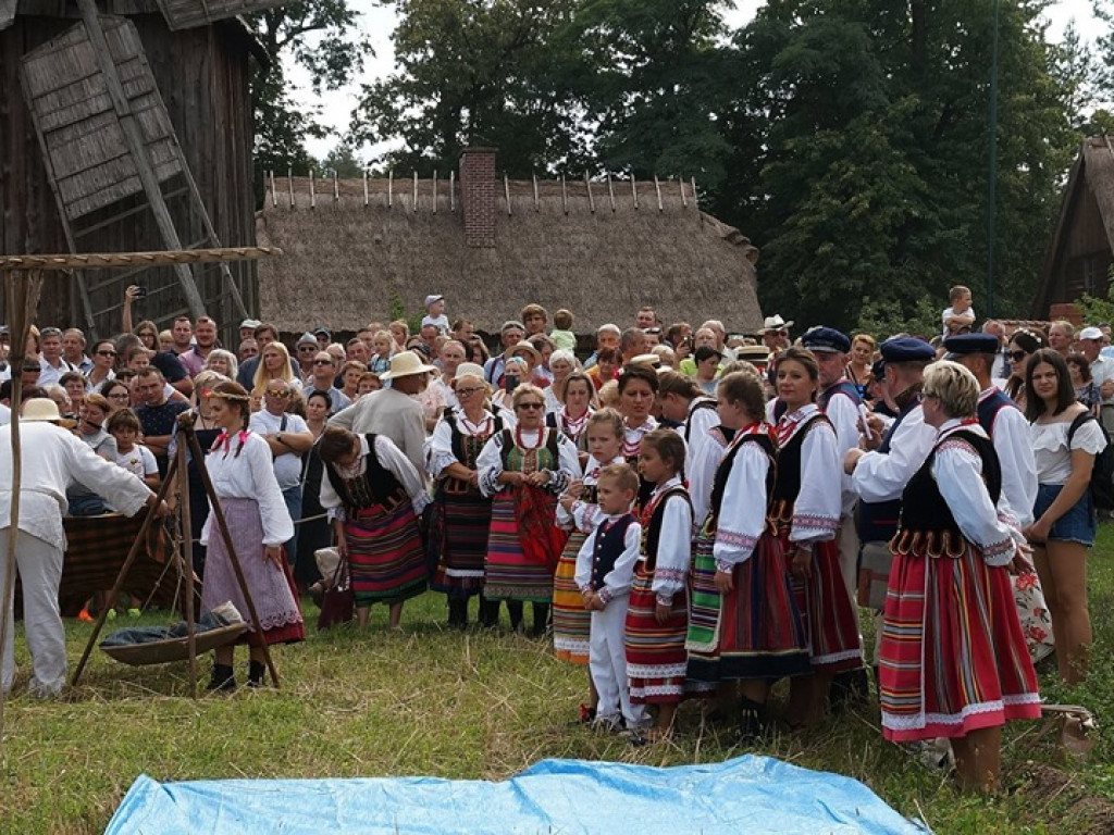 Żniwa w Muzeum Rolnictwa w Ciechanowcu - zdjęcia
