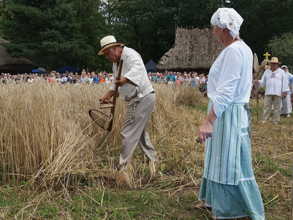 Żniwa w Muzeum Rolnictwa w Ciechanowcu - zdjęcia