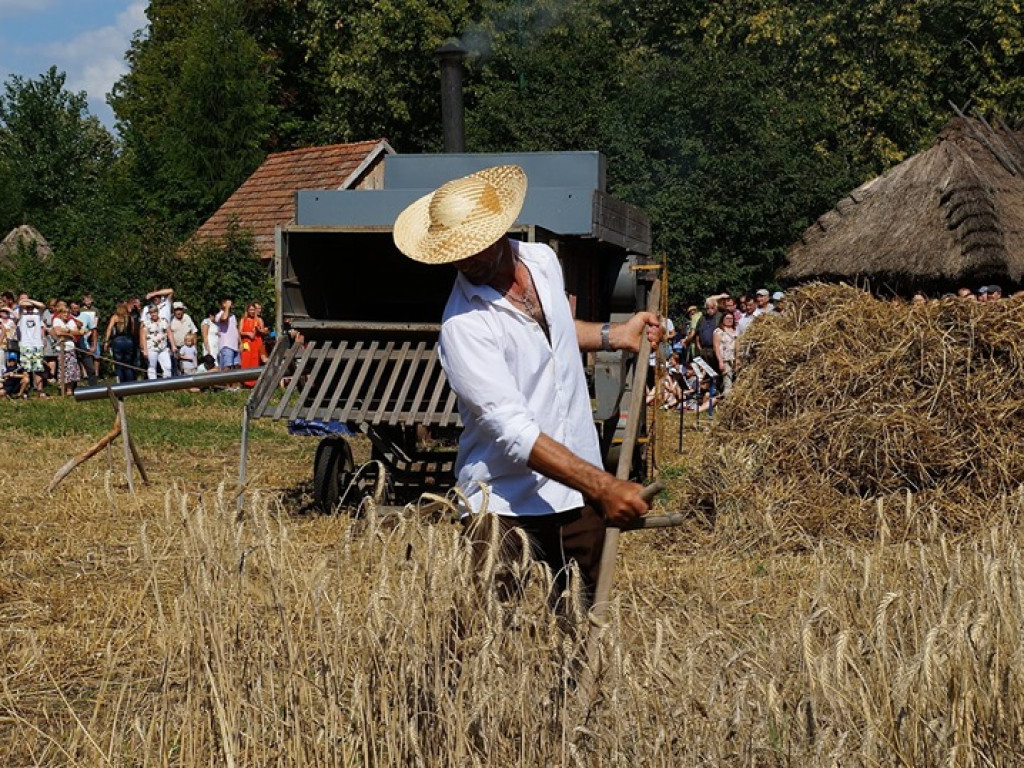 Żniwa w Muzeum Rolnictwa w Ciechanowcu - zdjęcia