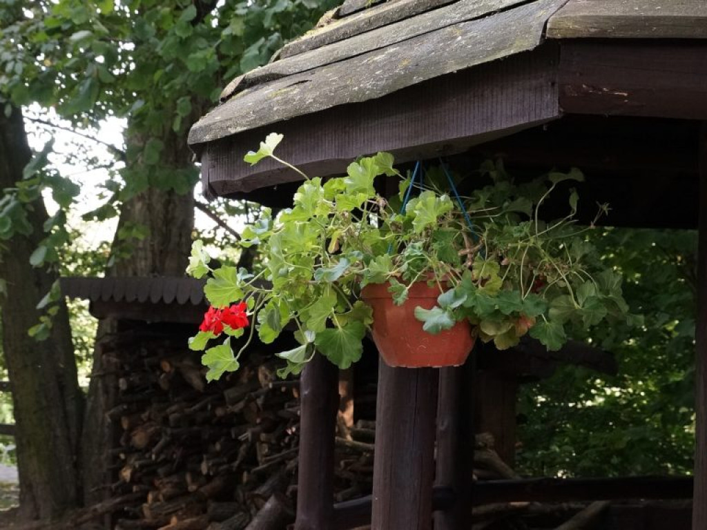 Ogród botaniczny w Lublinie - zdjęcia