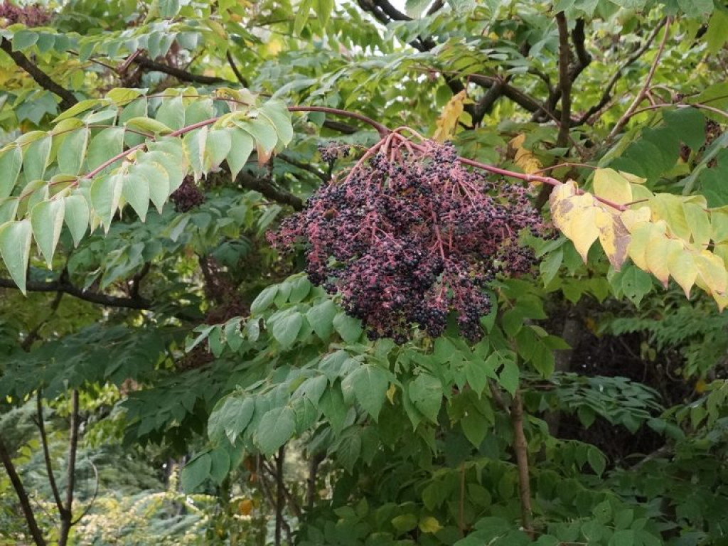 Ogród botaniczny w Lublinie - zdjęcia