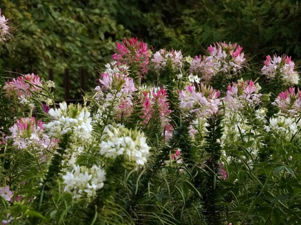 Ogród botaniczny w Lublinie - zdjęcia
