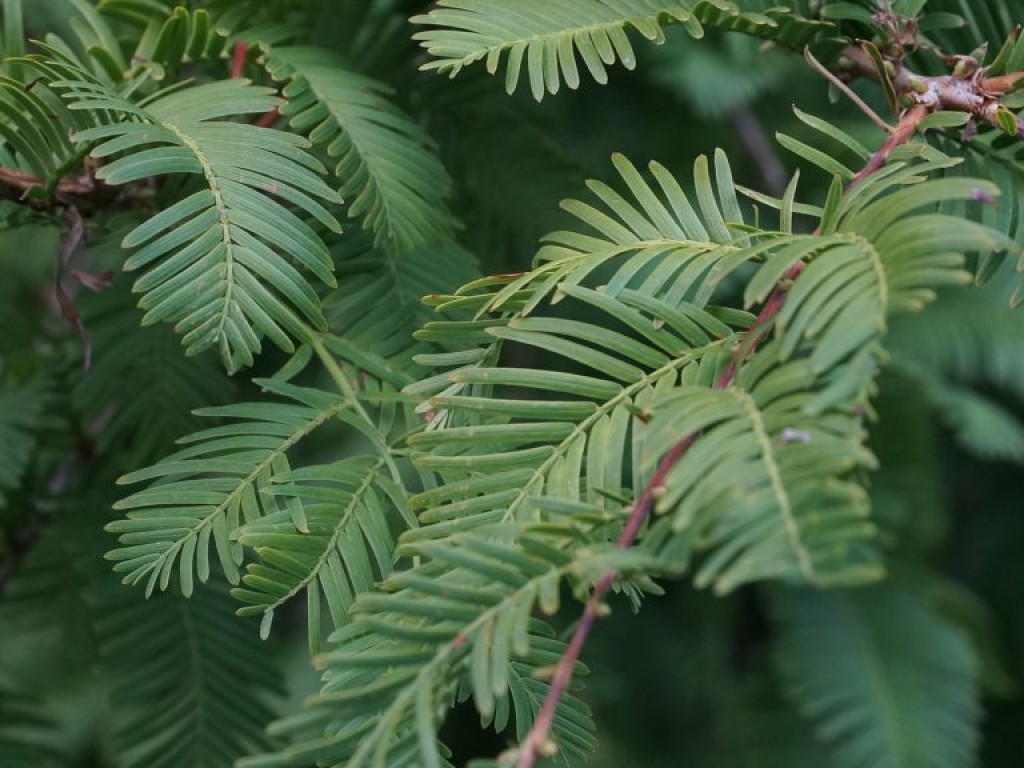 Ogród botaniczny w Lublinie - zdjęcia