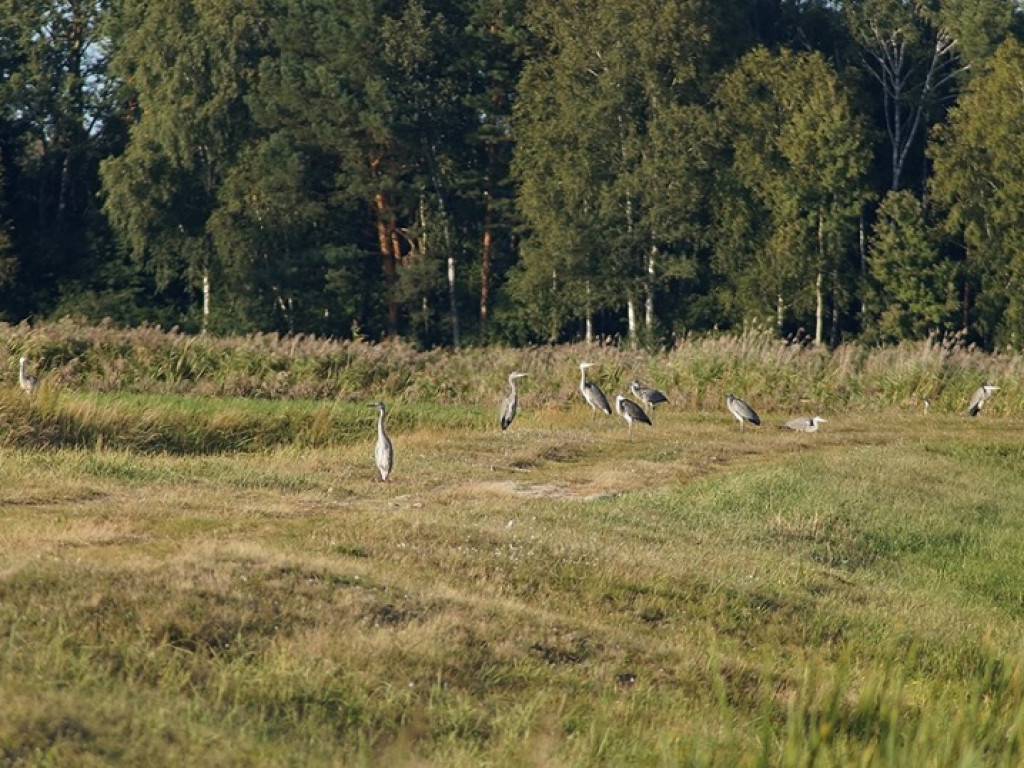 Białka koło Parczewa - zdjęcia