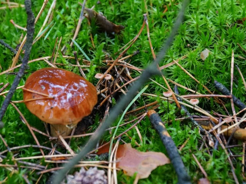 Grzybobranie - zdjęcia