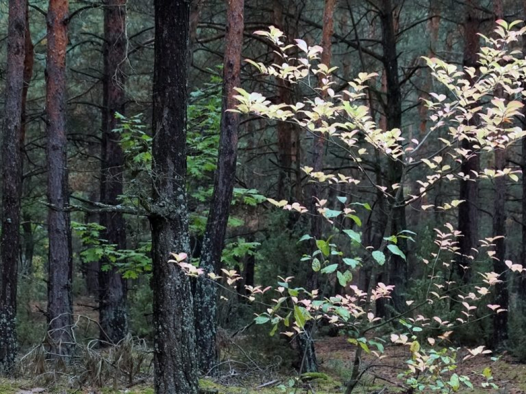 Grzybobranie - zdjęcia