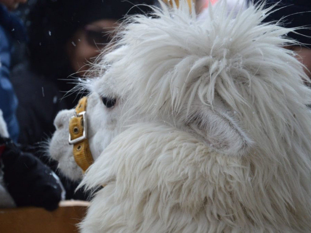 VII Orszak Trzech Króli w Radzyniu