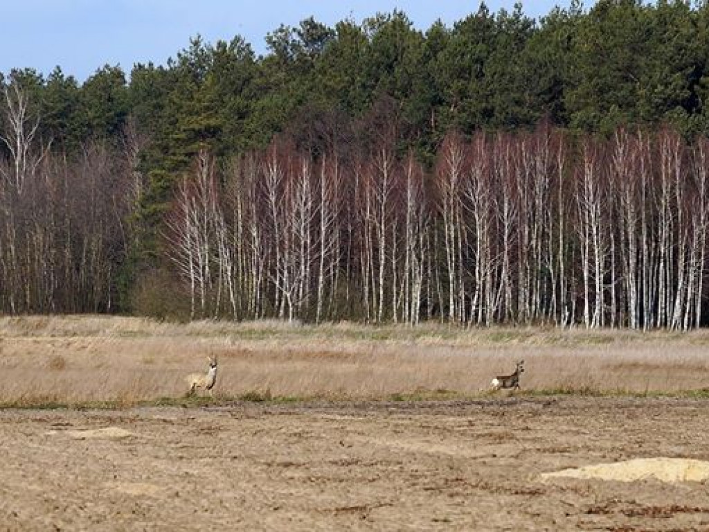 Przyroda w Niewęgłoszu i Czemiernikach - zdjęcia