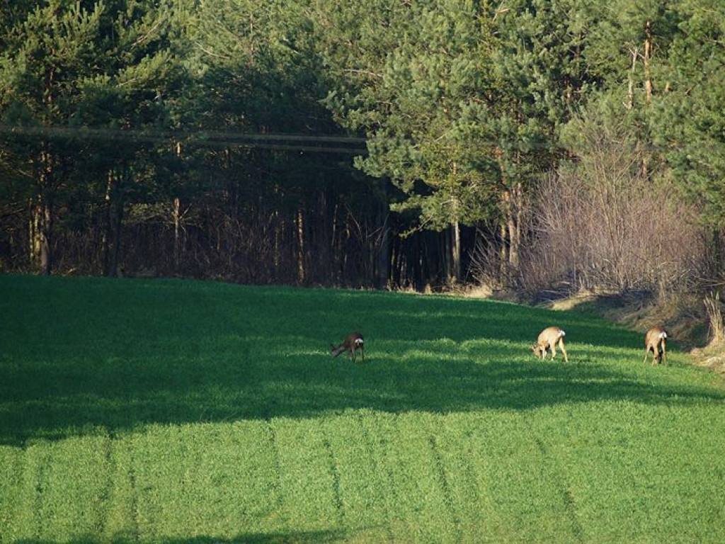Przyroda w Niewęgłoszu i Czemiernikach - zdjęcia