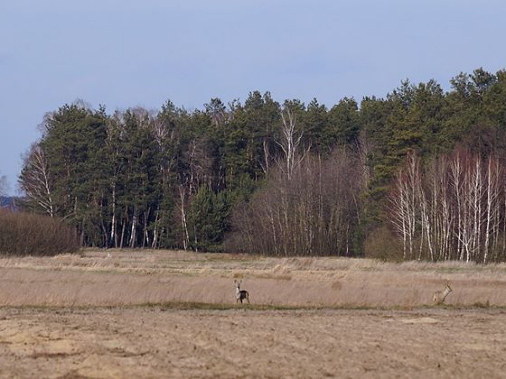 Przyroda w Niewęgłoszu i Czemiernikach - zdjęcia