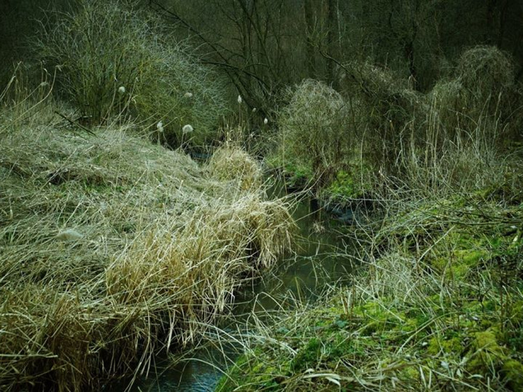 Borowe nad Bystrzycą - zdjęcia