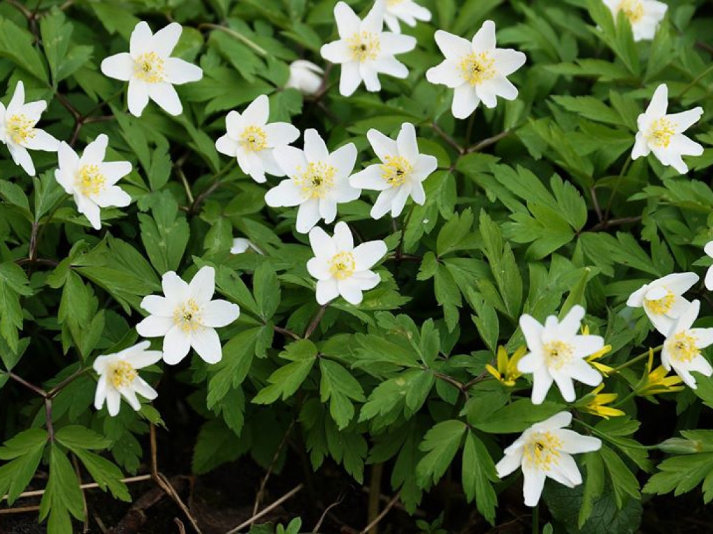 Borowe nad Bystrzycą - zdjęcia