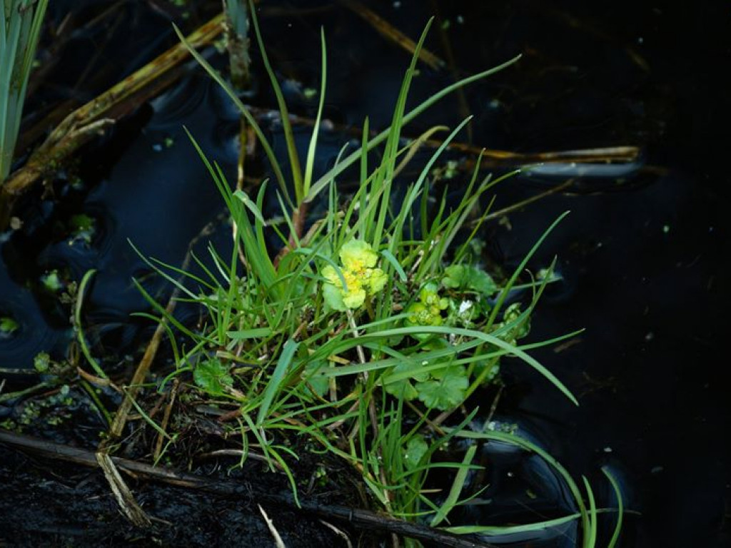 Borowe nad Bystrzycą - zdjęcia