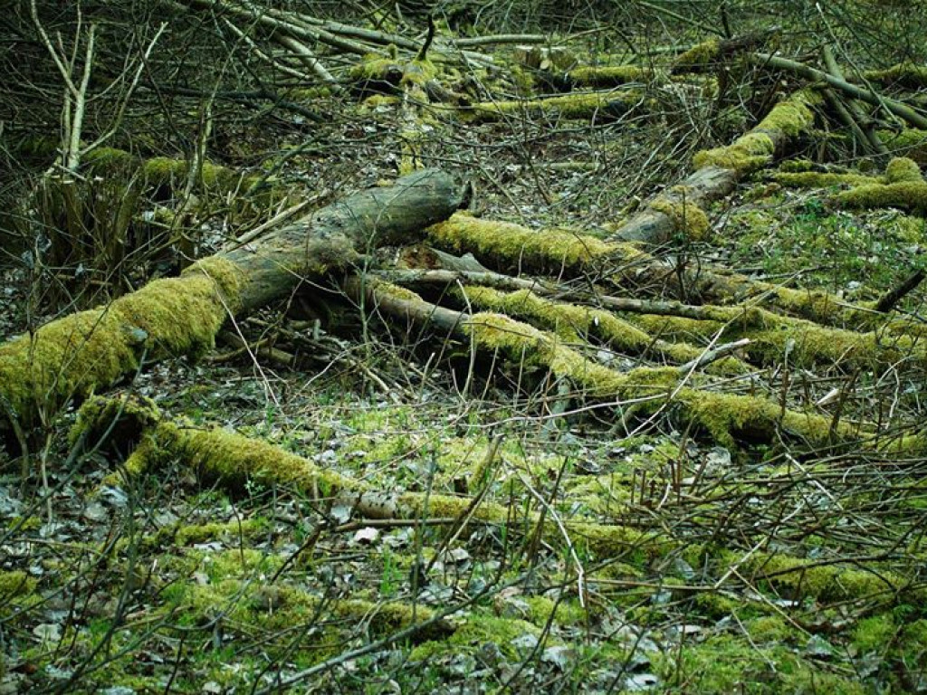 Borowe nad Bystrzycą - zdjęcia