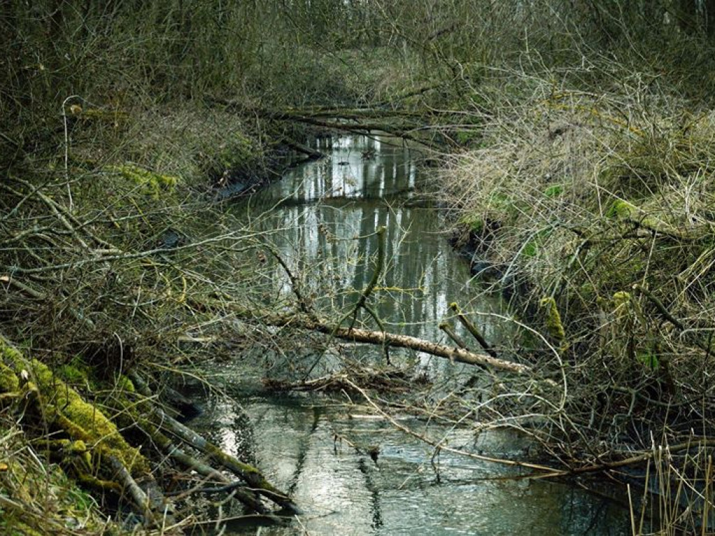 Borowe nad Bystrzycą - zdjęcia