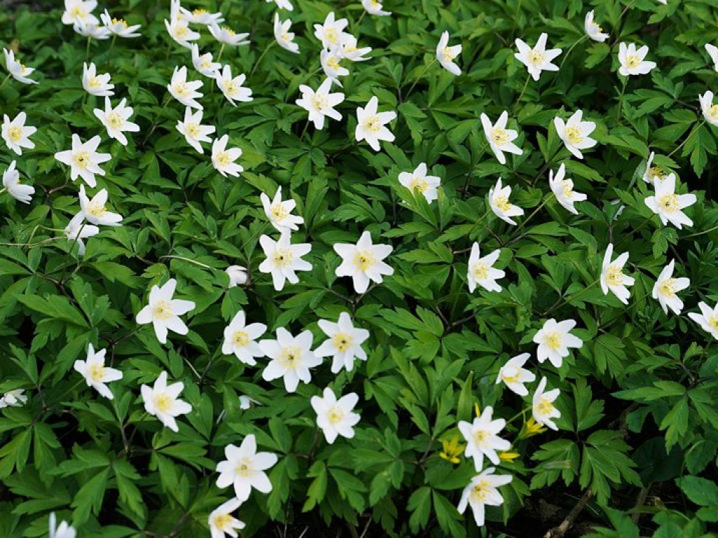 Borowe nad Bystrzycą - zdjęcia