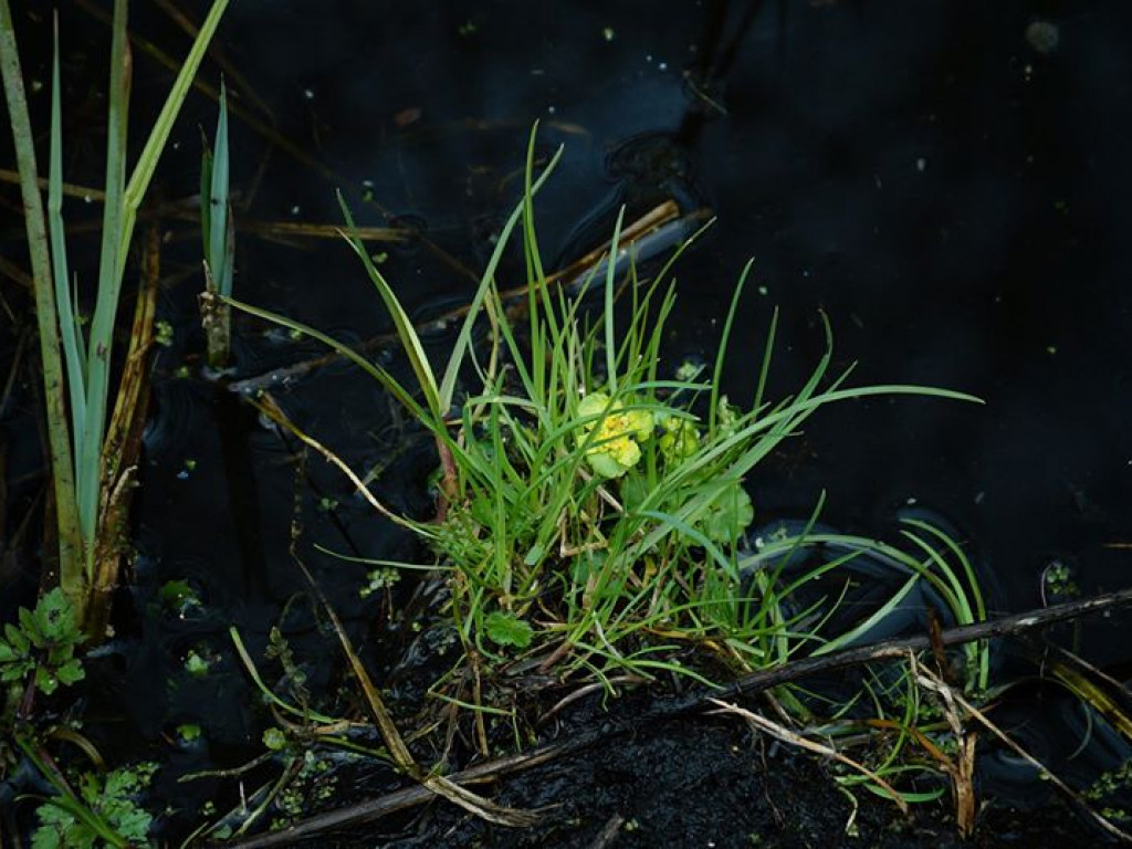 Borowe nad Bystrzycą - zdjęcia