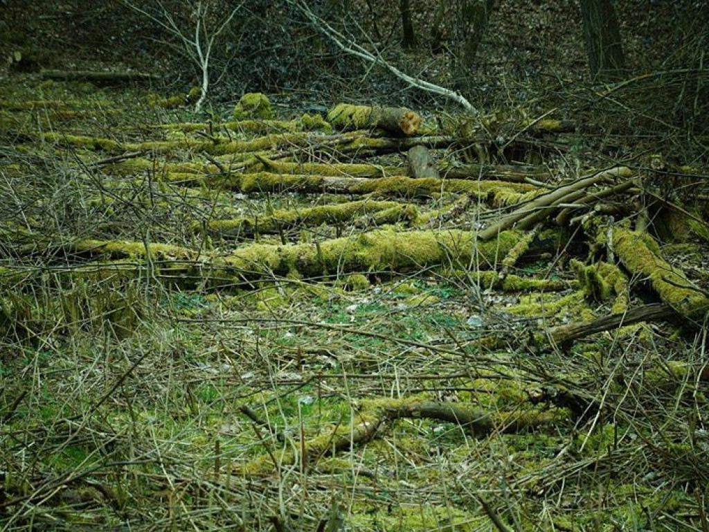 Borowe nad Bystrzycą - zdjęcia