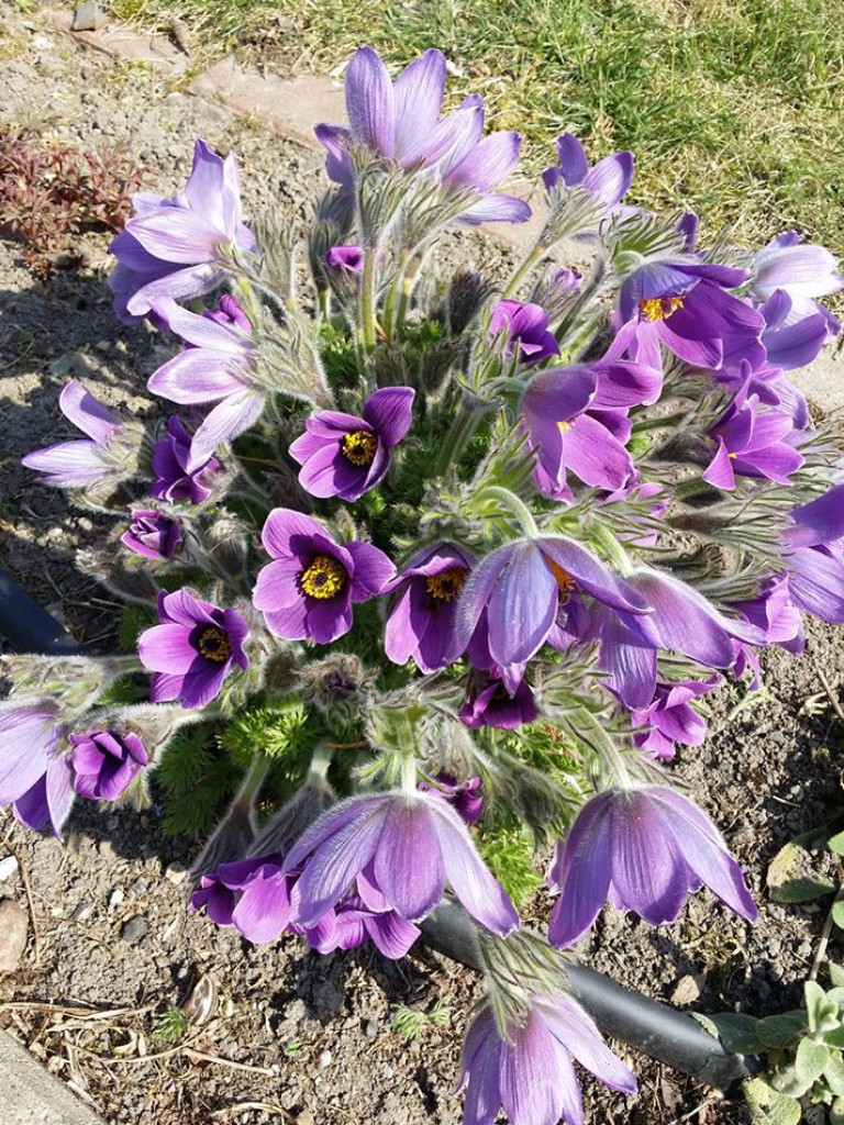 Ogrody naszych czytelników (1)