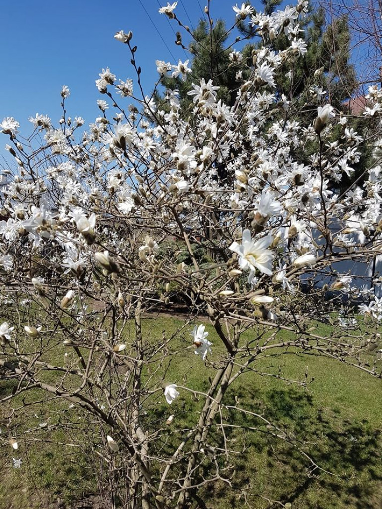 Ogrody naszych czytelników (1)