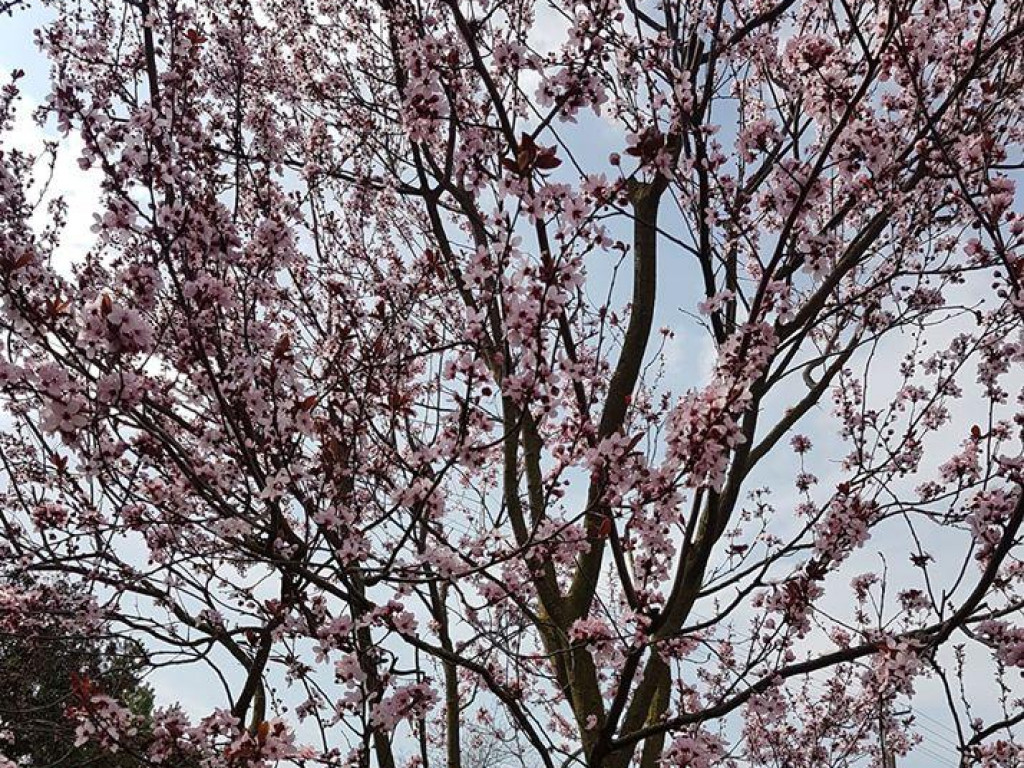 Ogrody naszych czytelników (1)