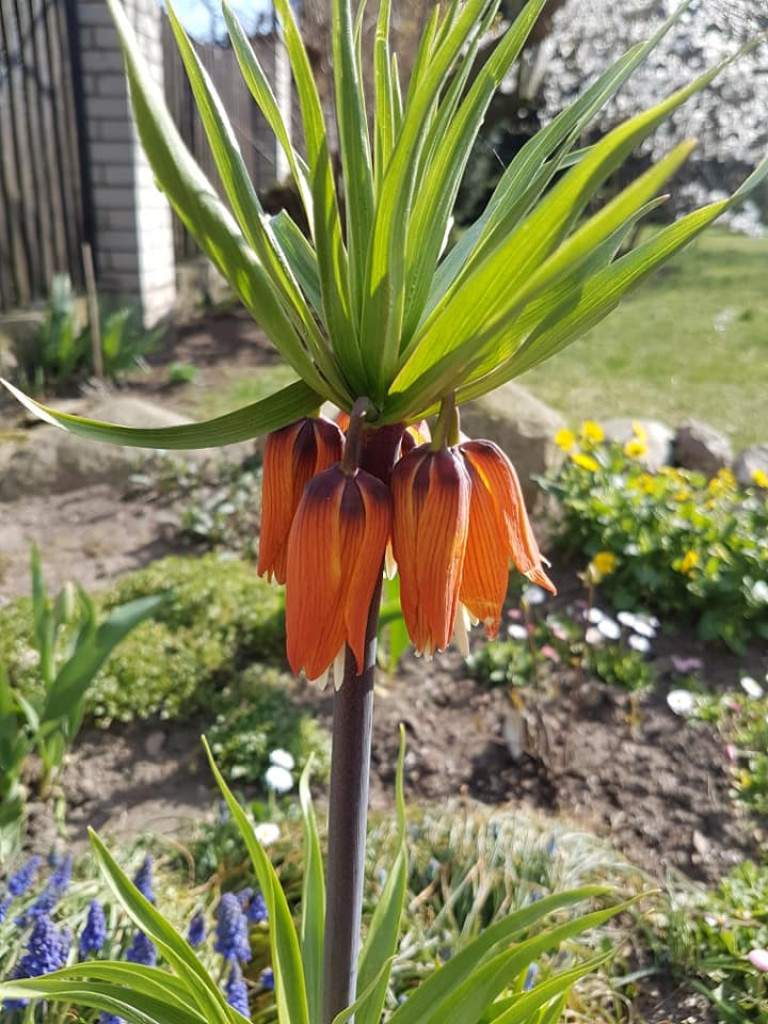 Ogrody naszych czytelników (1)