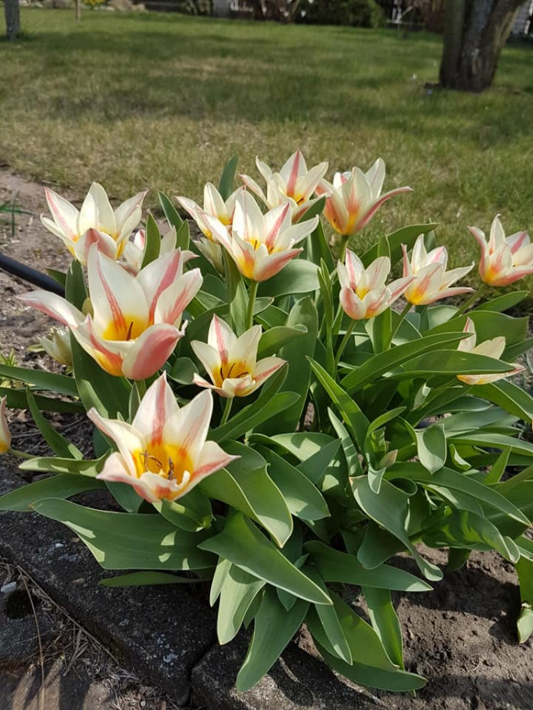 Ogrody naszych czytelników (1)