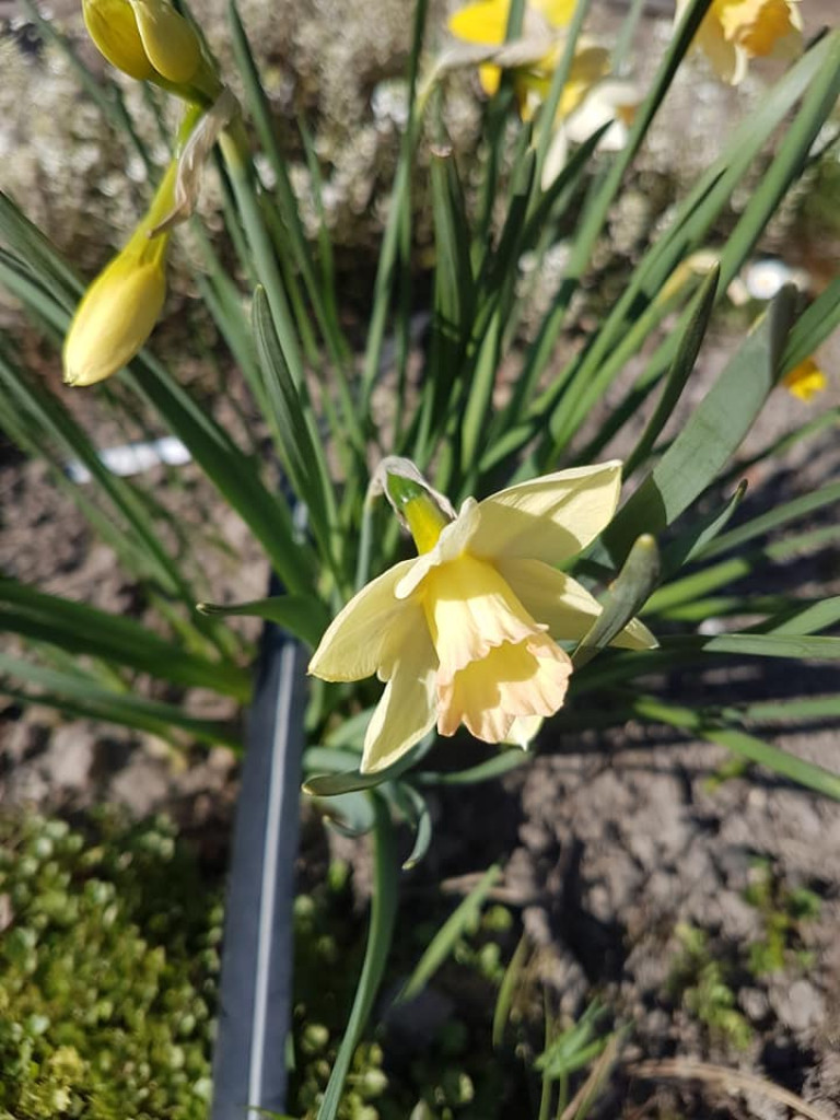 Ogrody naszych czytelników (1)