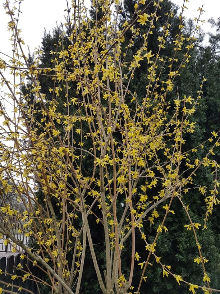 Ogrody naszych czytelników (1)