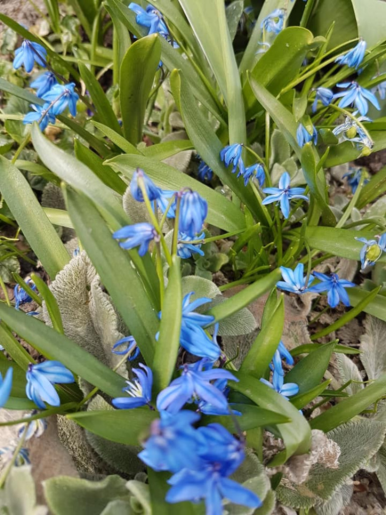 Ogrody naszych czytelników (1)