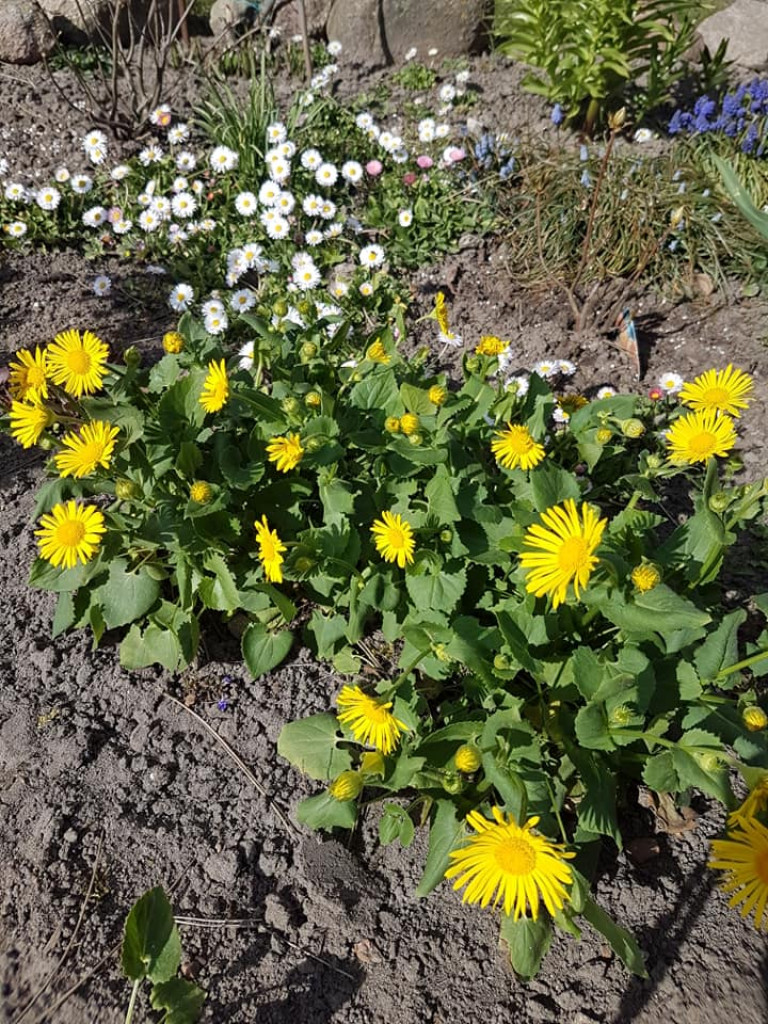 Ogrody naszych czytelników (1)