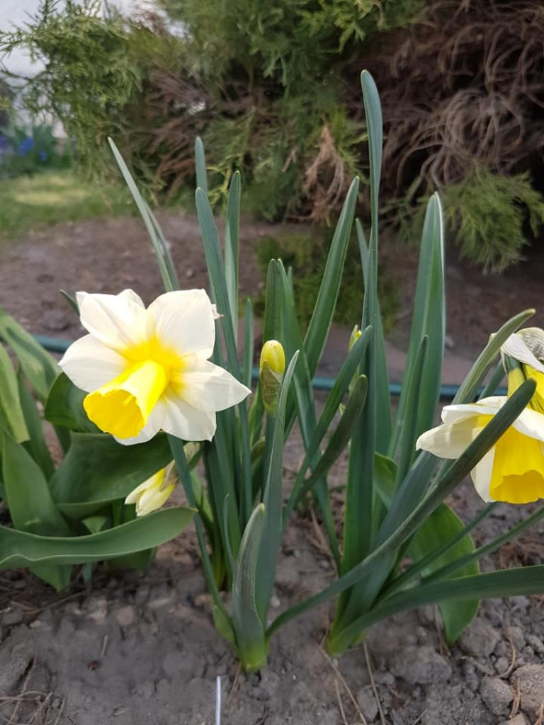 Ogrody naszych czytelników (1)