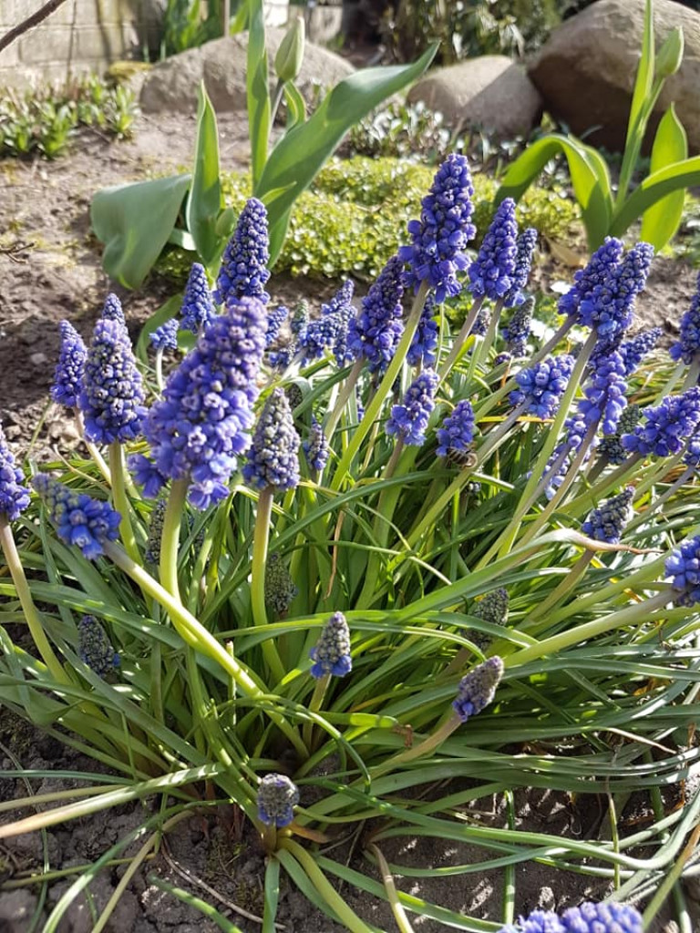 Ogrody naszych czytelników (1)