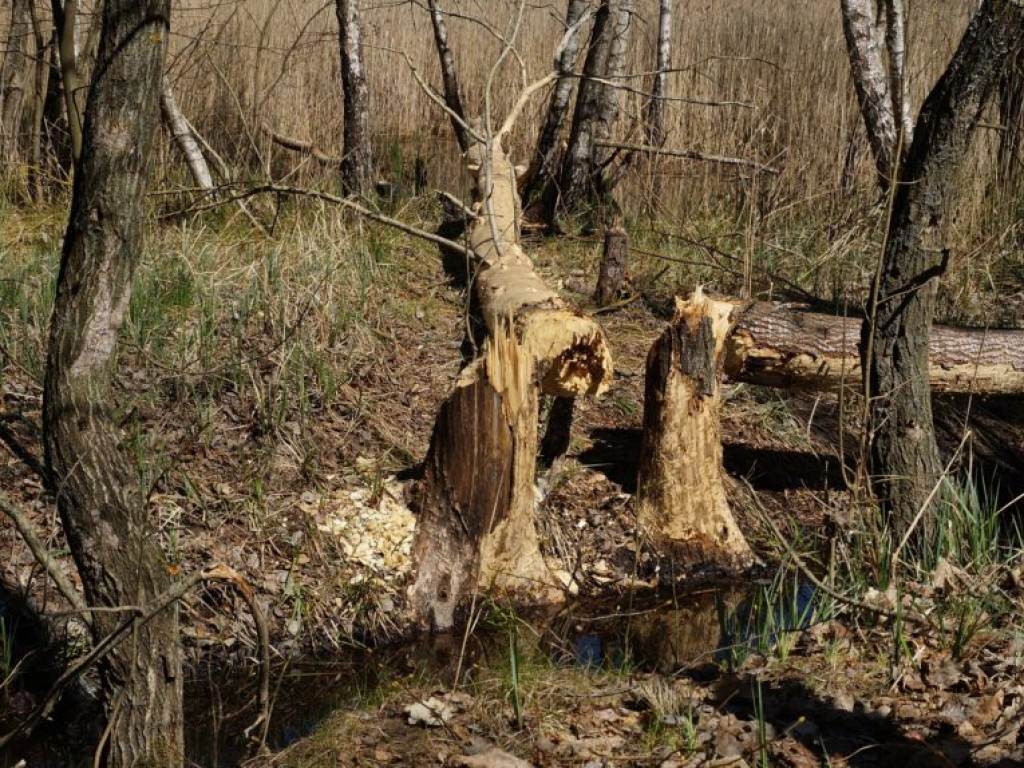 Poleski Park Narodowy - zdjęcia