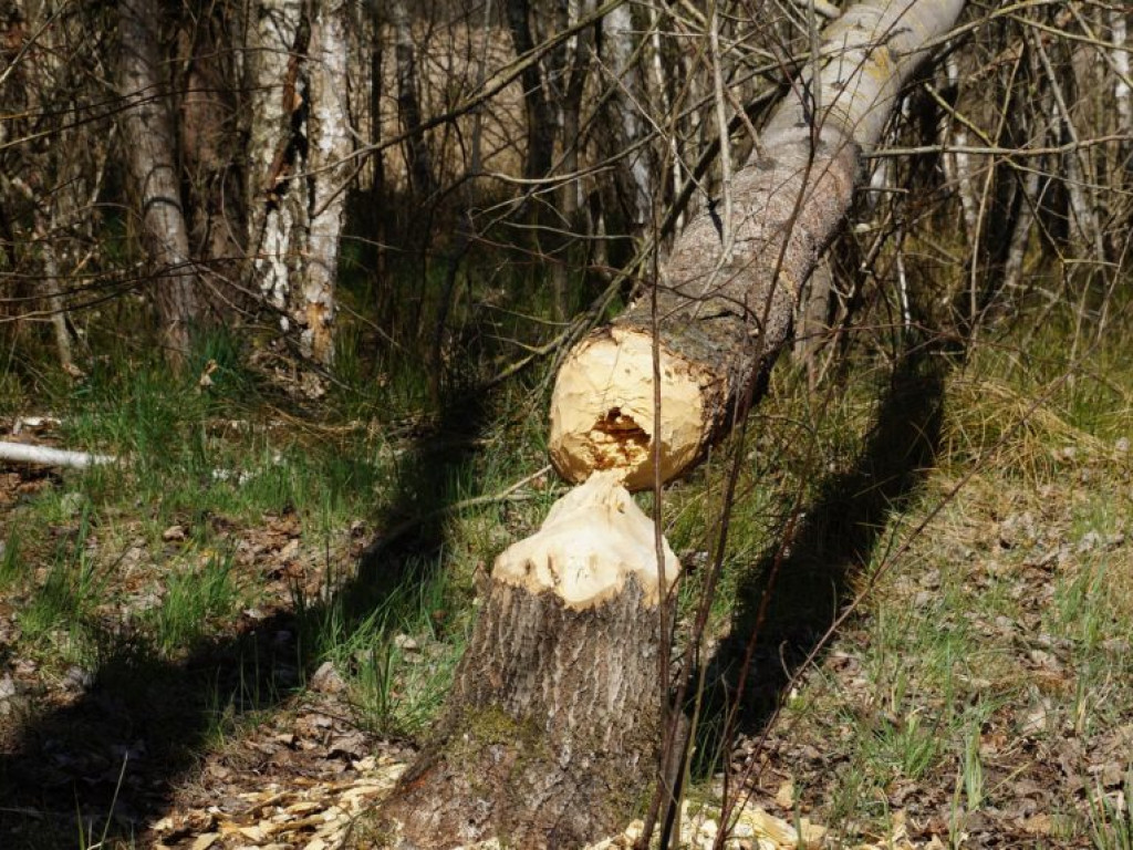 Poleski Park Narodowy - zdjęcia