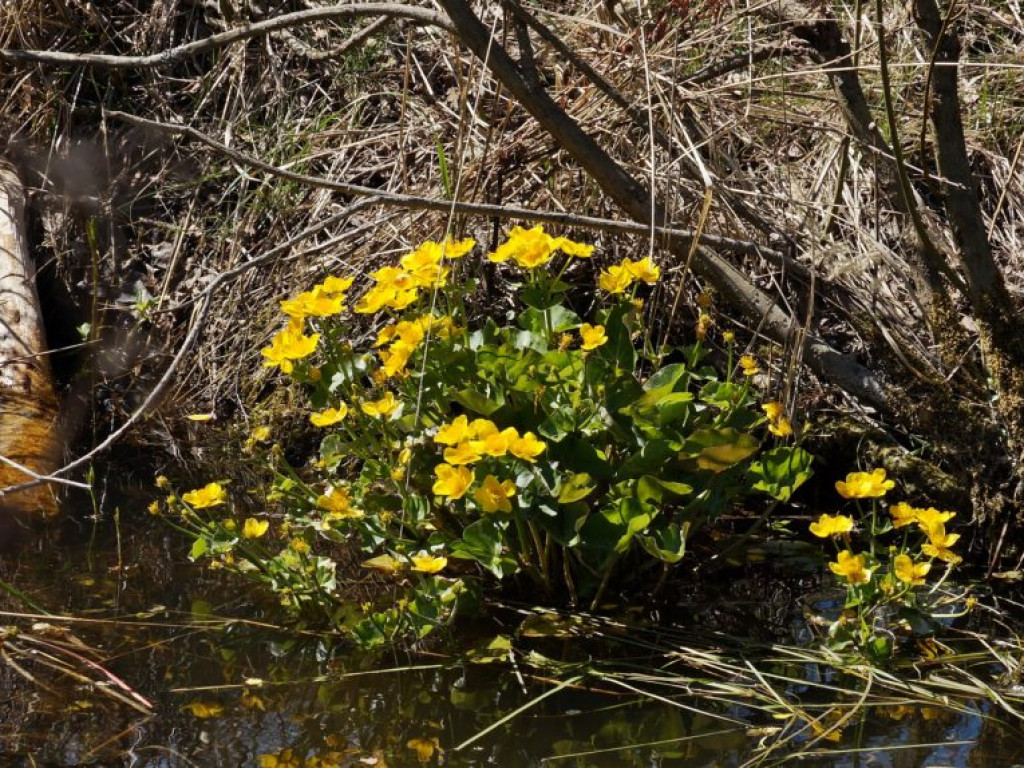Poleski Park Narodowy - zdjęcia