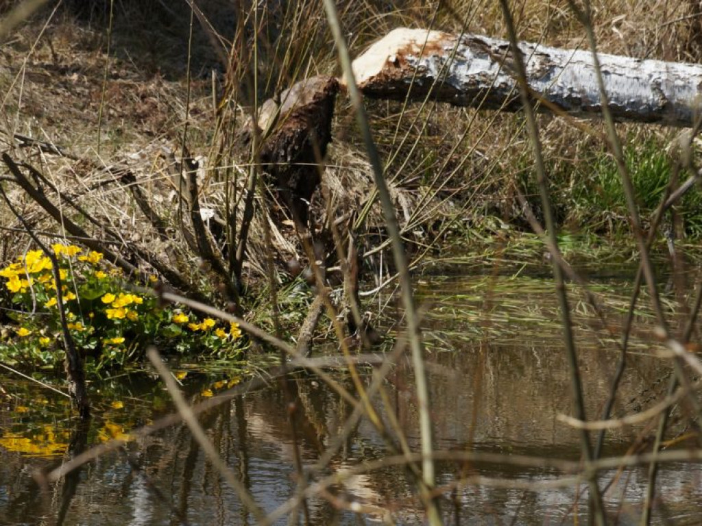 Poleski Park Narodowy - zdjęcia