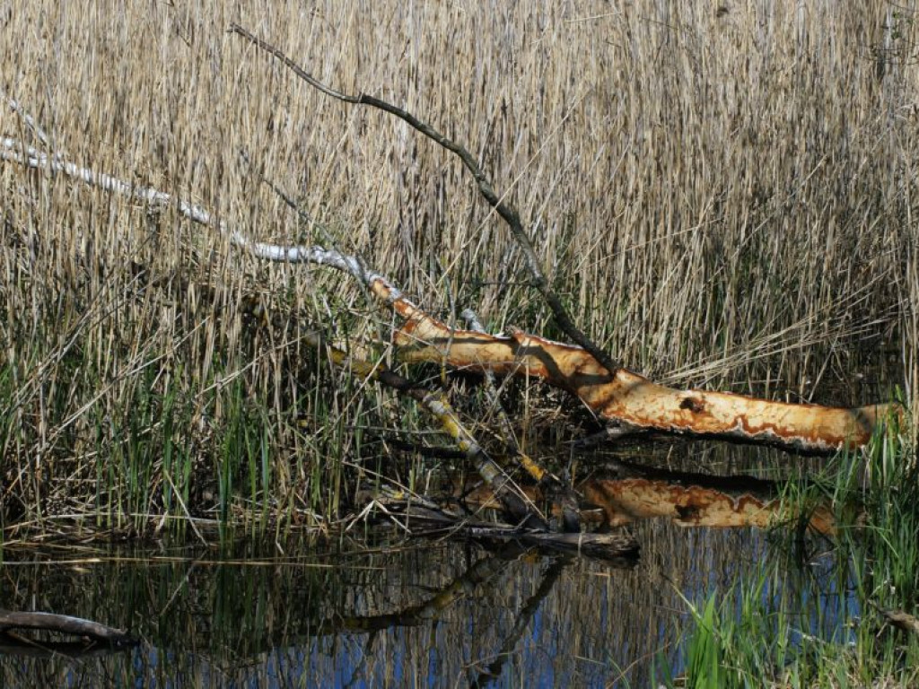 Poleski Park Narodowy - zdjęcia