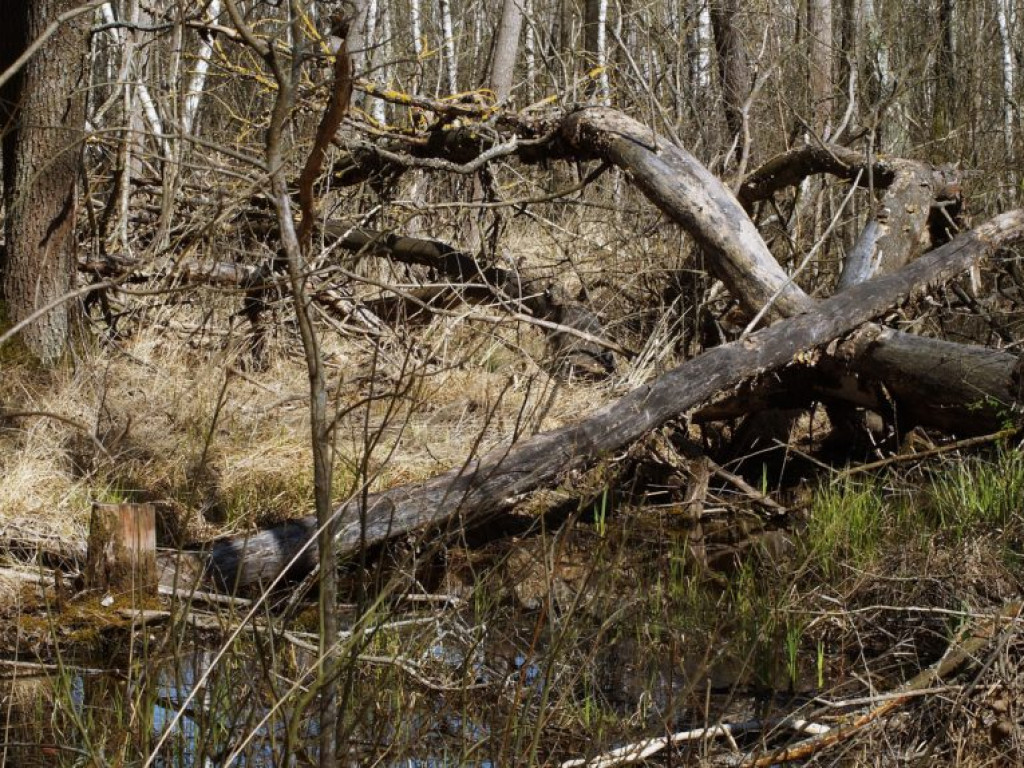 Poleski Park Narodowy - zdjęcia