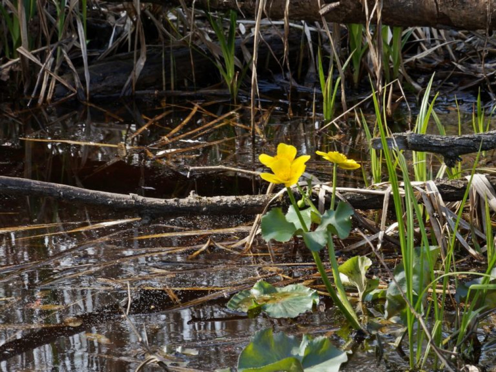 Poleski Park Narodowy - zdjęcia